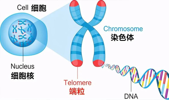 【健康科普】高压氧与长寿有关吗？(图1)